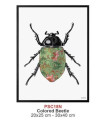 COLORED BEETLE  Quadretto 30X40 -  Vanilla Fly