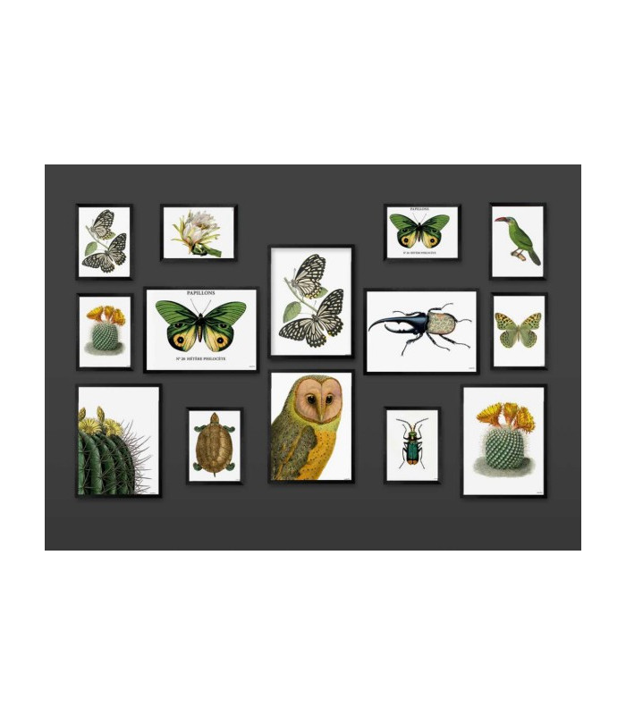 COLORED BEETLE  Quadretto 30X40 -  Vanilla Fly