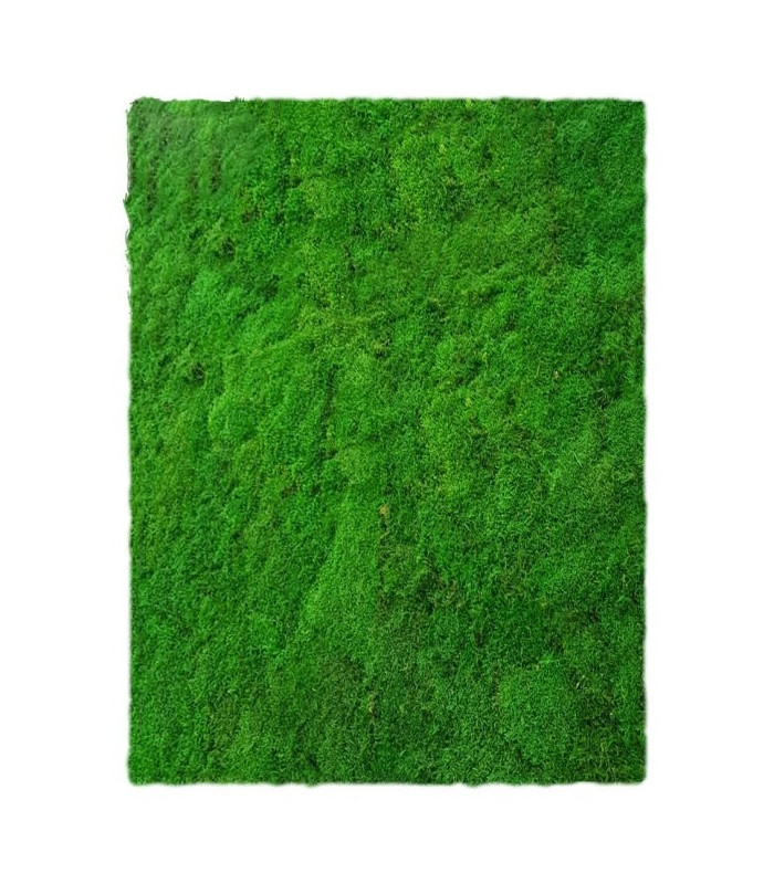 Parete vegetale Muschio Piatto